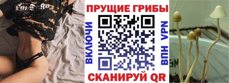 Псилоцибиновые грибы Psilocybe  Лукоянов 